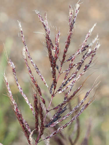 Bothriochloa pertusa #16